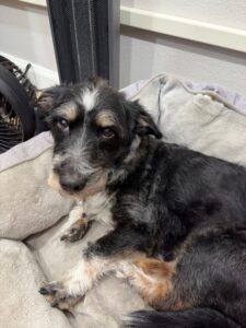 A small dog laying in a dog bed