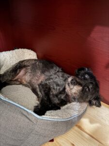 A small dog laying in a dog bed