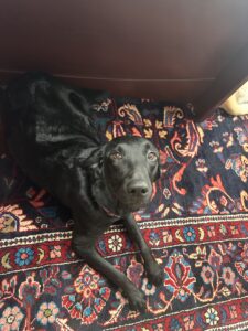 A black Goldadore laying on the floor