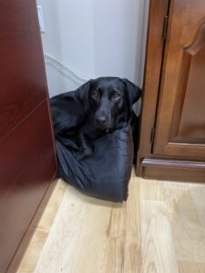A black lab laying on the floor