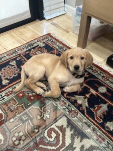 A Goldadore laying on a rug in an office